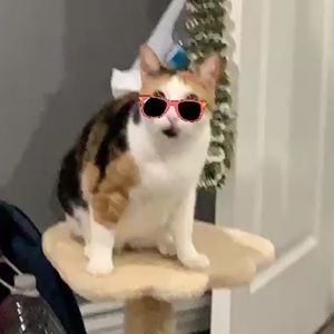 Meet your Posher, Vivian